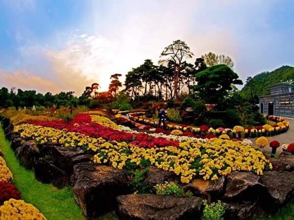 2025 파주 벽초지수목원 국화축제 일정 맛집 주변명소 사진