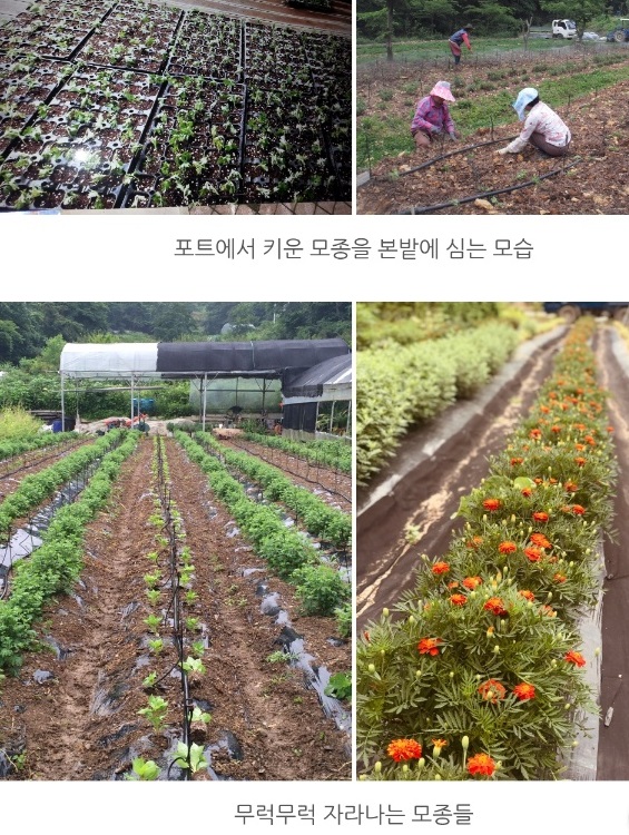 창원-꽃차-하늘바라기