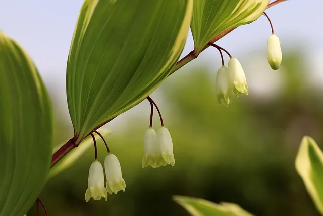둥글레차 효과 건강에 좋은 차 효능 정리_1