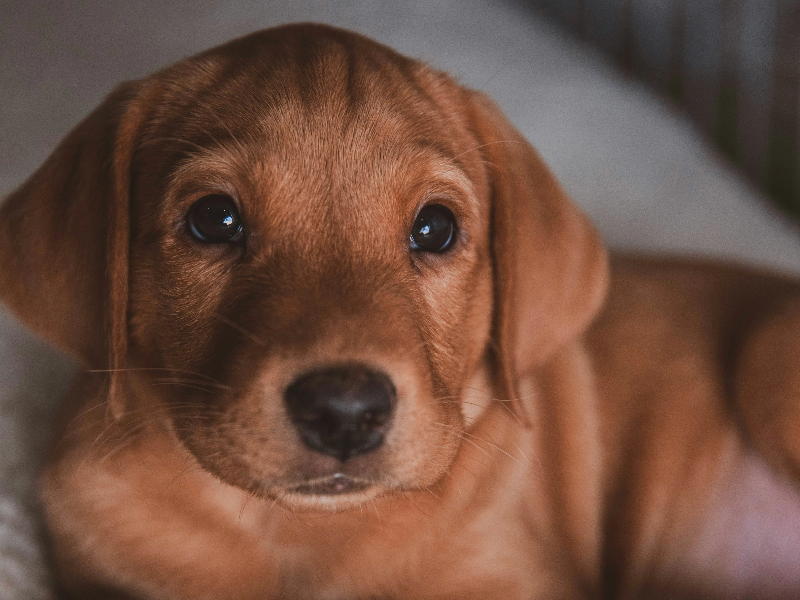 갈색털의 강아지