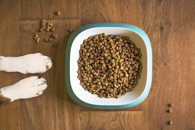 canine atopic dermatitis