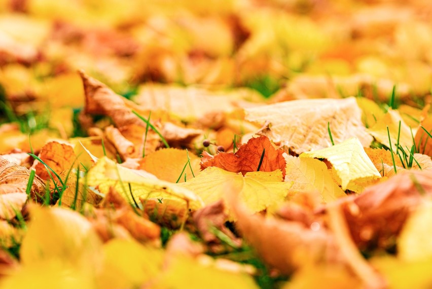 가을 환절기 관련 사진