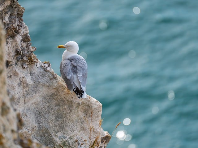 연예인 싸인 받는 꿈, 연예인 보는 꿈해몽