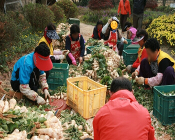 서산 국화축제_14