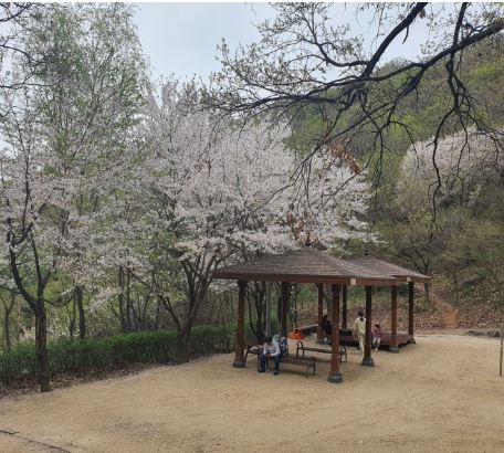 광명 벚꽃