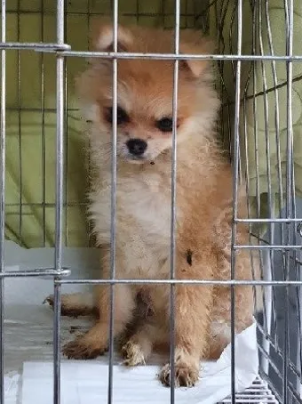 유기동물보호센터 갈 곳 잃은 천사들 희망 이야기_7