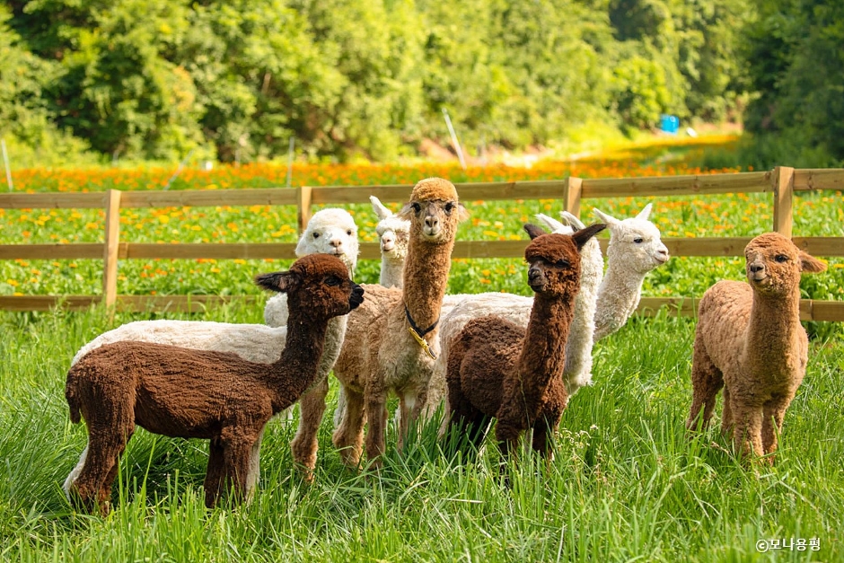 평창 가볼만한곳 베스트10