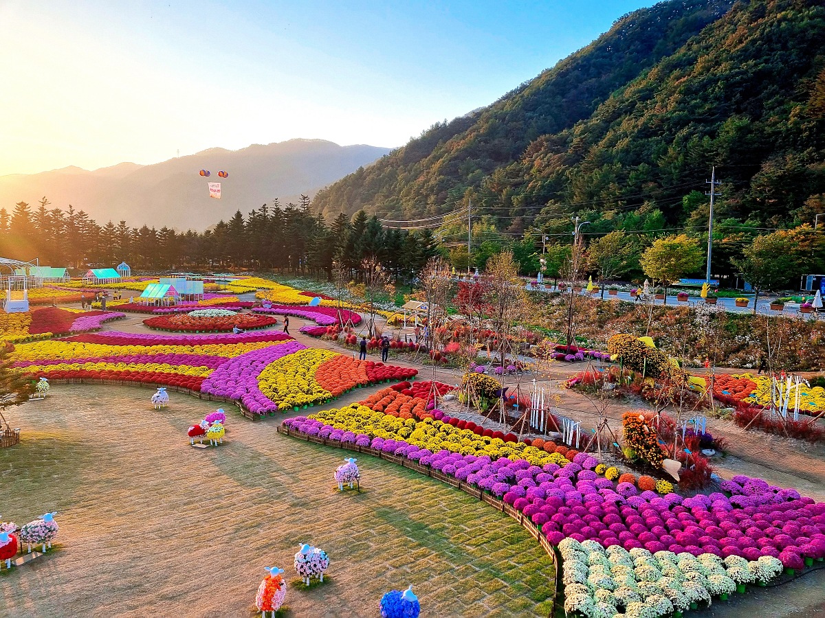 2024 강원도 인제 가을꽃 축제: 꽃길만 걷자 노을빛 국화 풍경, 단풍 후기 (10.17.)