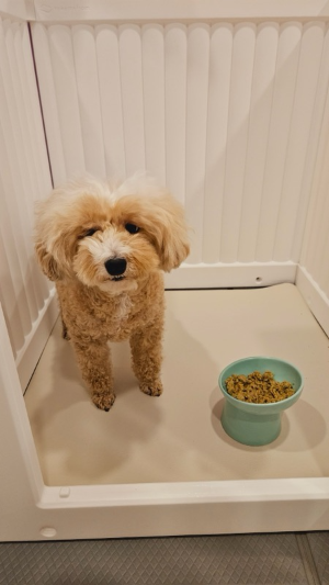 강아지가 먹으면 안되는 음식 총정리