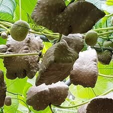 열매 마, 하늘마 효능 및 먹는 방법