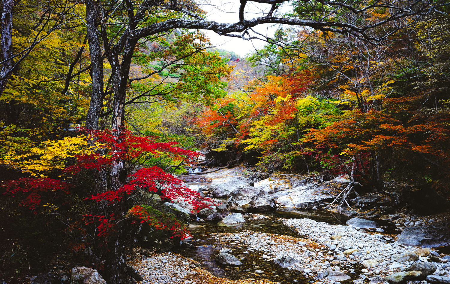 2024 내장산 단풍시기