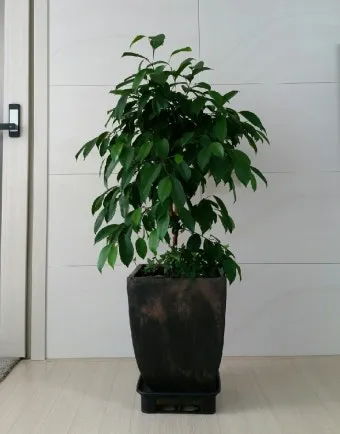 거실 큰화분 배치요령 물주기 바퀴받침 이동 어르신도 안전하게_9