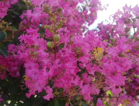 가을에 피는 꽃 배롱나무