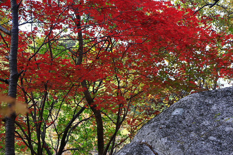 속리산 단풍시기