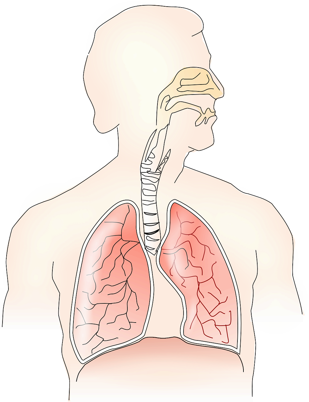 호흡기의 구조와 기능