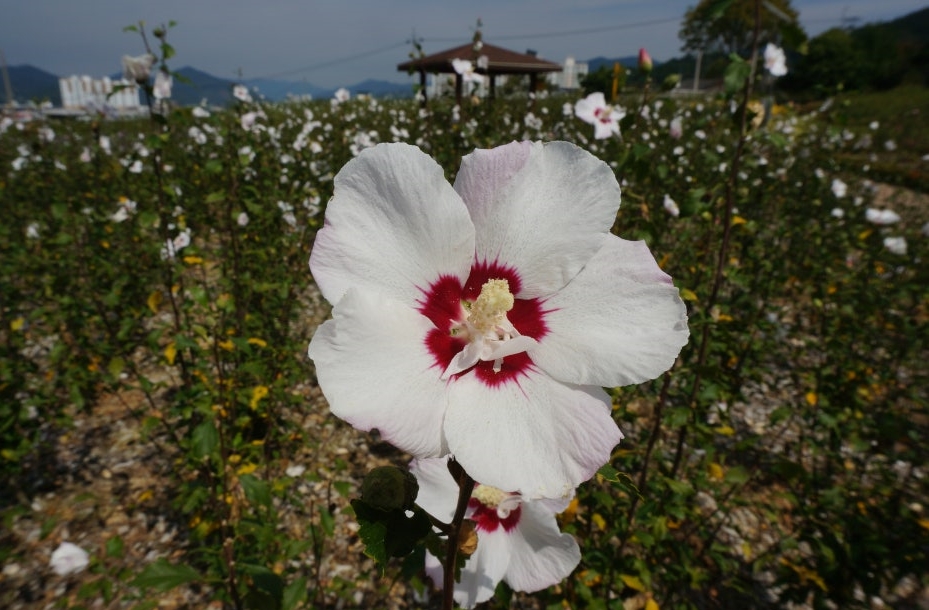 장성 무궁화 공원