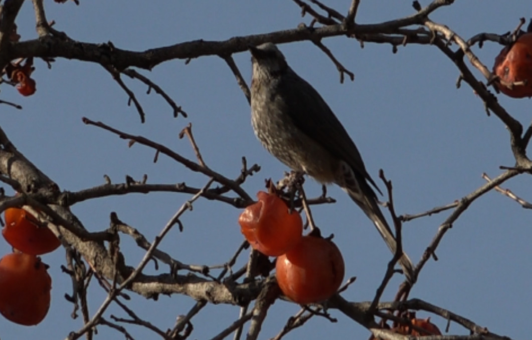 사노라면 강릉 4남매 전통 한과 공장 주문 방법