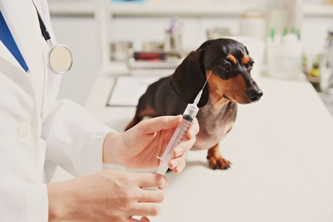 반려견 아플 때