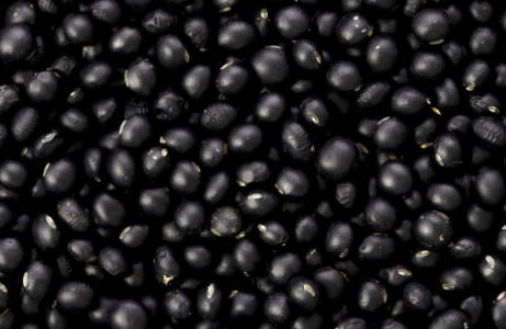 서리태 효능과 부작용 서리태 콩물 만드는 방법 총정리(24년 Ver)