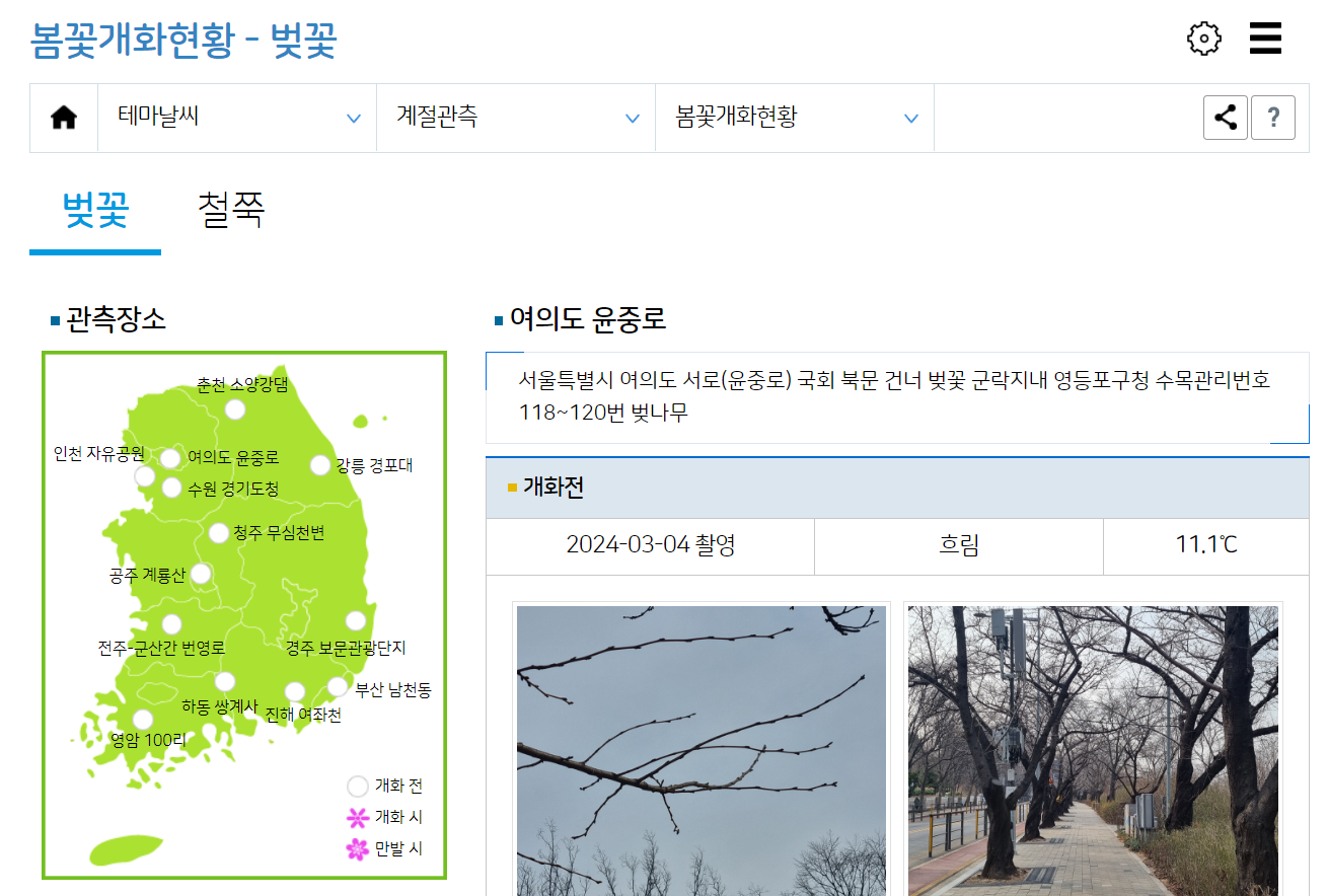 기상청_날씨누리_벚꽃_개화_현황