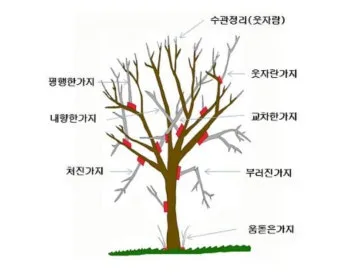 가지치기 요령 도구소독 새순유도 수형잡기 건강하게 키우기_5