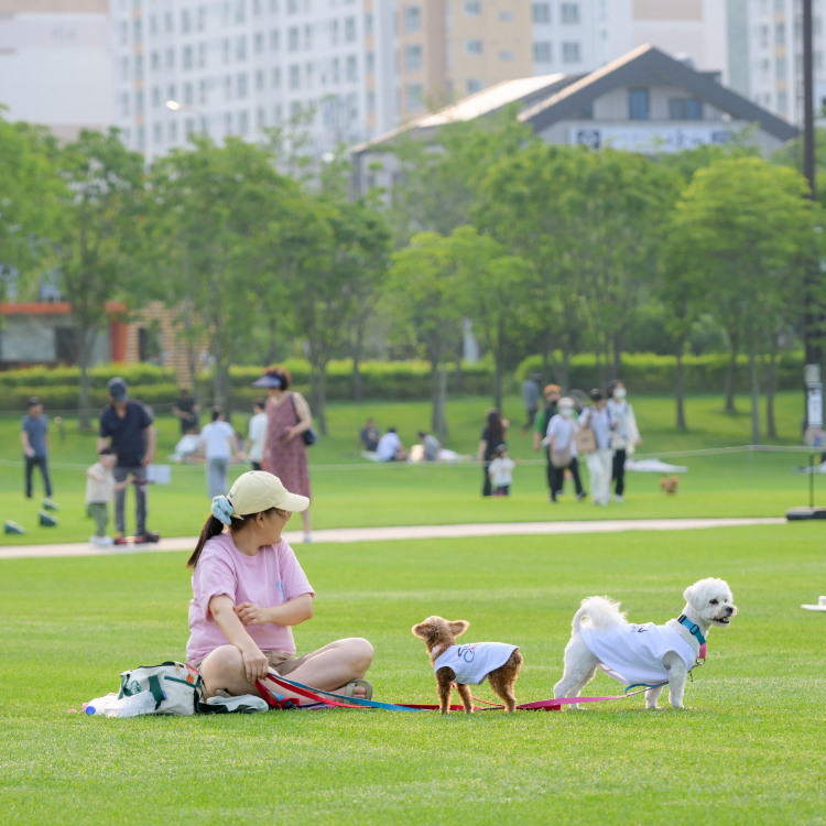 순천 댕댕트레인