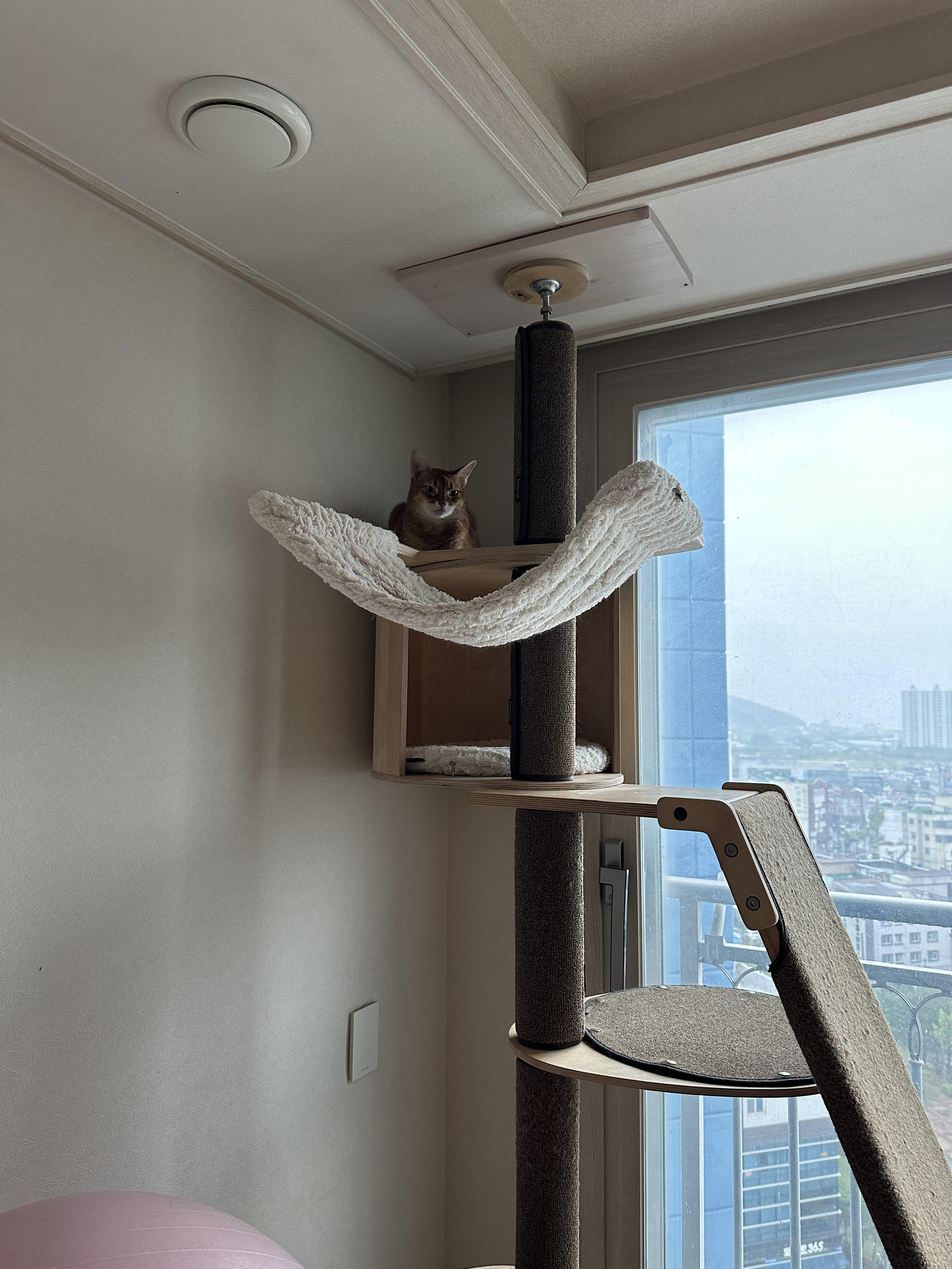 집 지키는 으르렁 고양이 루나 (feat. 용맹한 고양이 루나와 쫄보 고양이 막둥이)