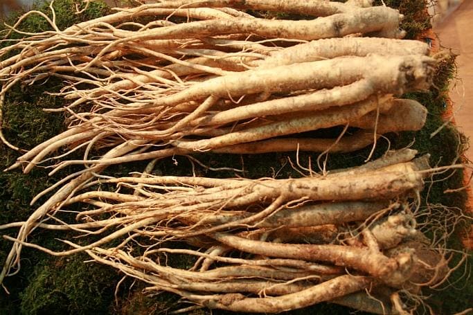 도라지 효능ㅣ도라지 부작용ㅣ도라지 섭취법 활용법