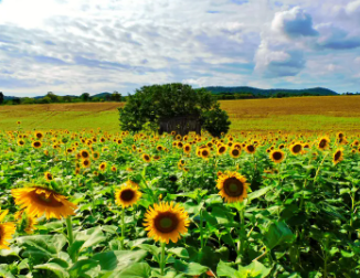 태백 해바라기축제