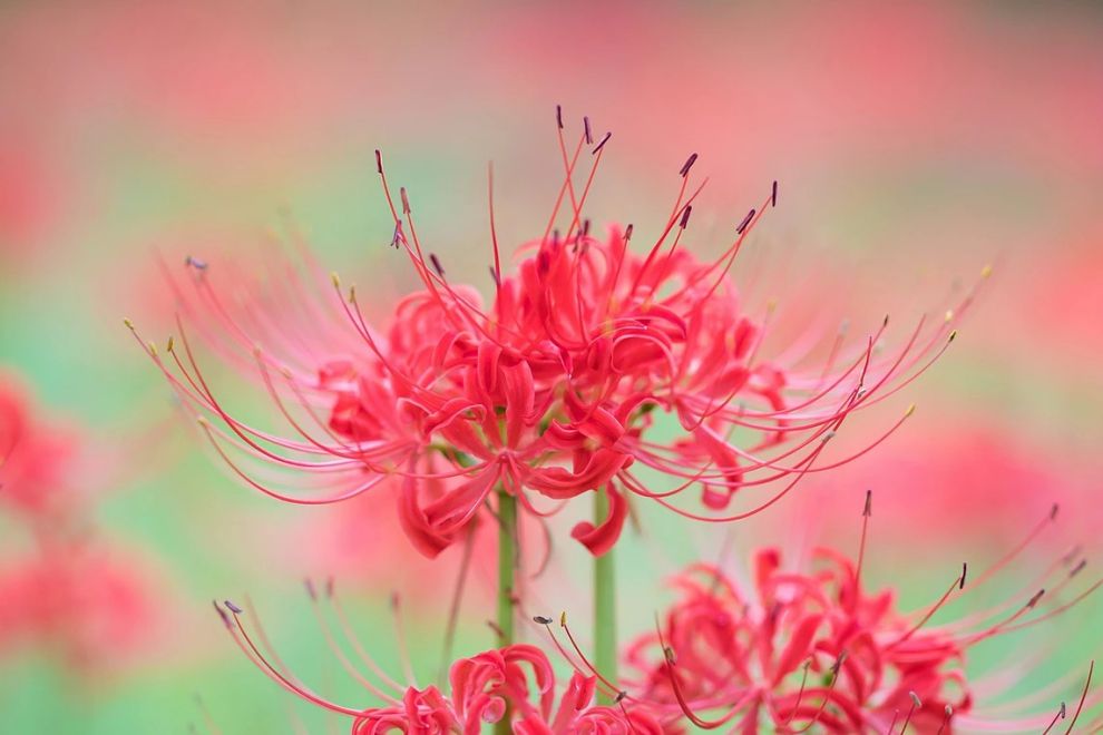한림공원 부겐빌레아 축제