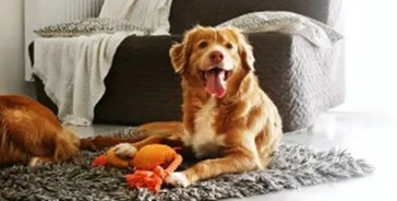 강아지 스트레스 해소 장난감 추천 - 하루 15분으로 반려견의 불안을 줄이는 최고의 방법