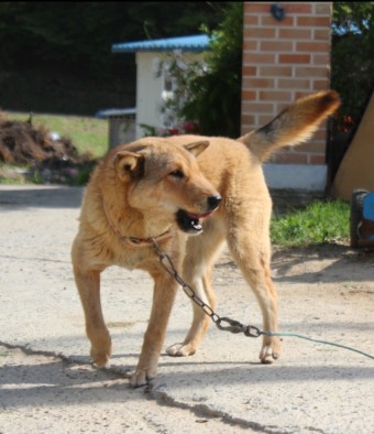 개띠생의 성격-개띠를 알아보자-우리의 롤모델