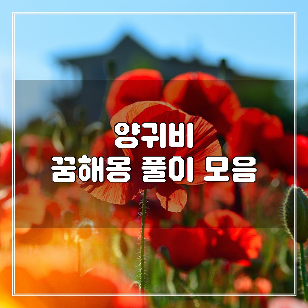 양귀비 꿈, 꿈해몽 풀이 모음 썸네일