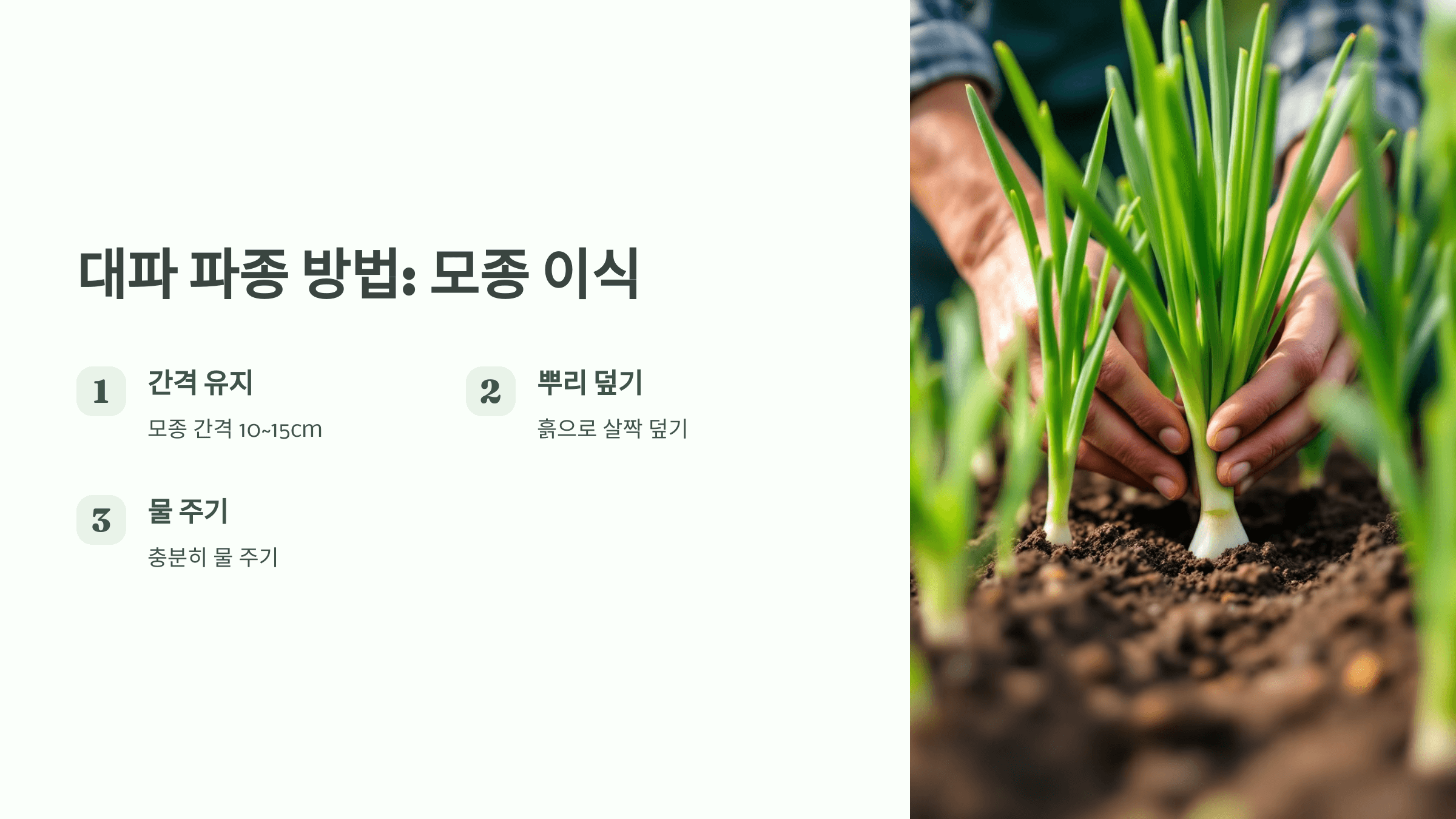 대파 사진입니다.