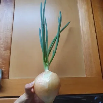 양파 재배 요령 정식 웃거름 도복 수확 건조 포인트_16