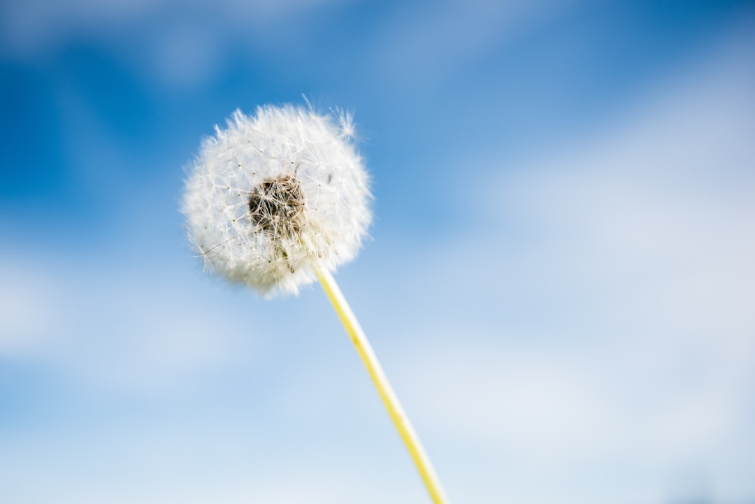 Pollen