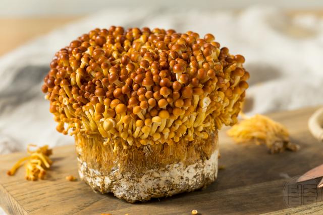 황금팽이버섯 효능,팁줌