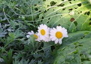 날파리 모기퇴치 식물