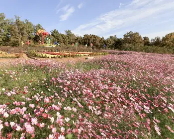 익산 천만송이 국화축제_19