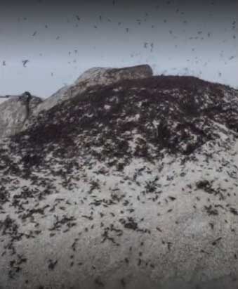 러브버그-퇴치-방법