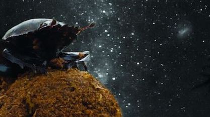 자연의 청소부 소똥구리 우주를 읽는 놀라운 방향 감각과 별빛 이용 능력