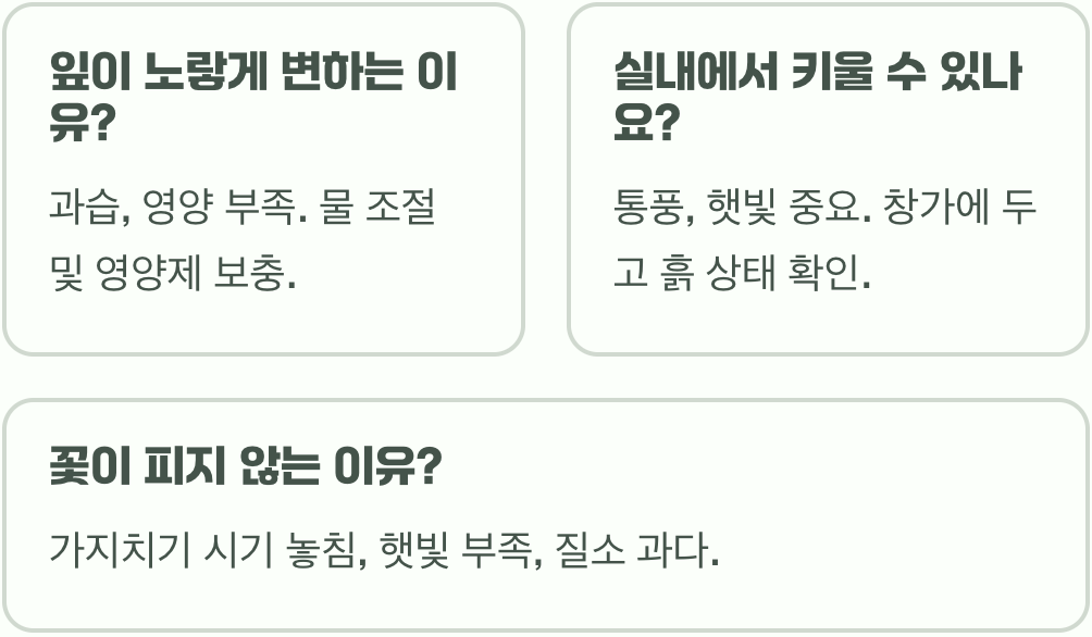 수국 키우기 A to Z (묘목 심기, 물주기, 가지치기 총정리)