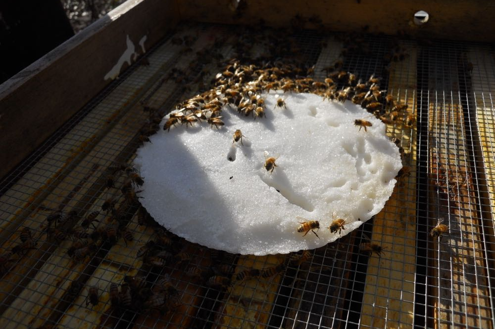 사양벌꿀 진짜벌꿀 차이