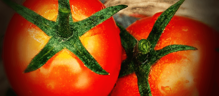 빨간-토마토-사진