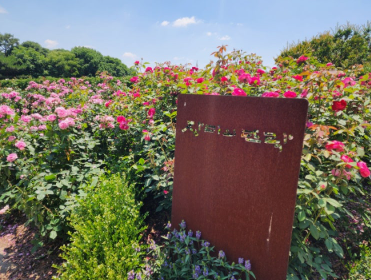 전라도 수국명소 추천 7곳, 수국이 만개한 아름다운 여름을 걷다