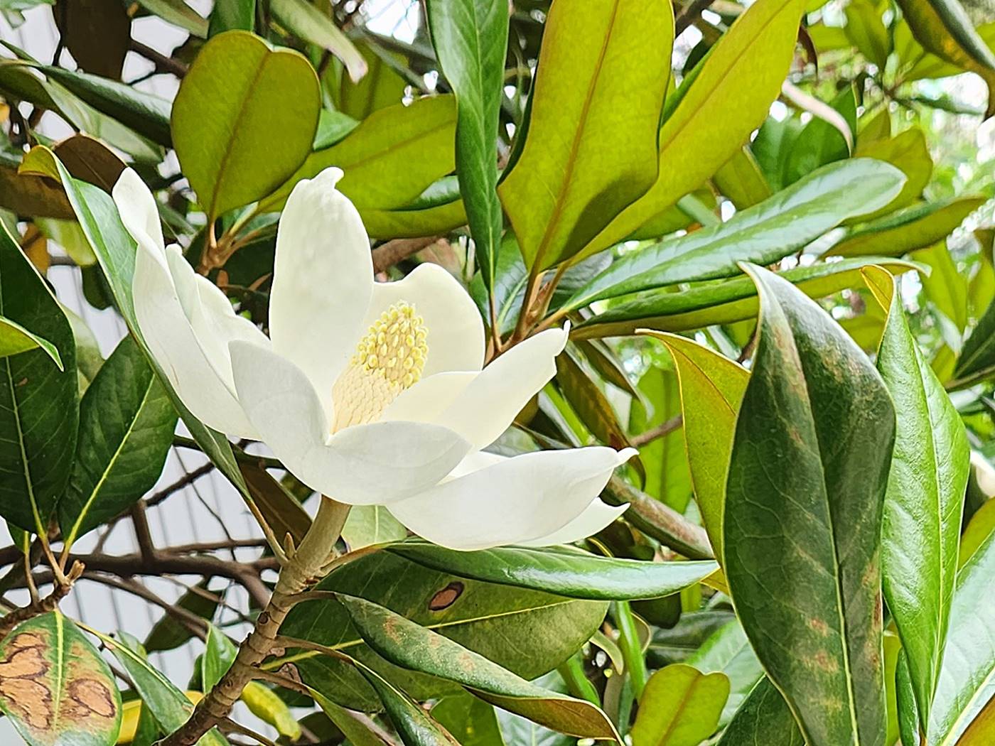 태산목