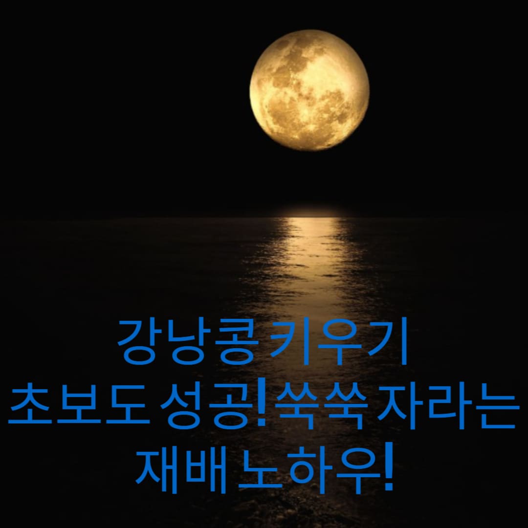 강낭콩-키우기-초보도-성공-쑥쑥-자라는-재배-노하우-썸네일