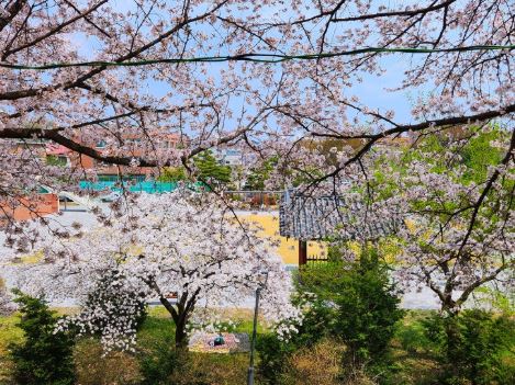 영주 벚꽃