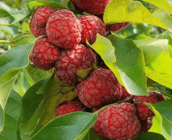 구찌뽕 효능 열매 먹는 법