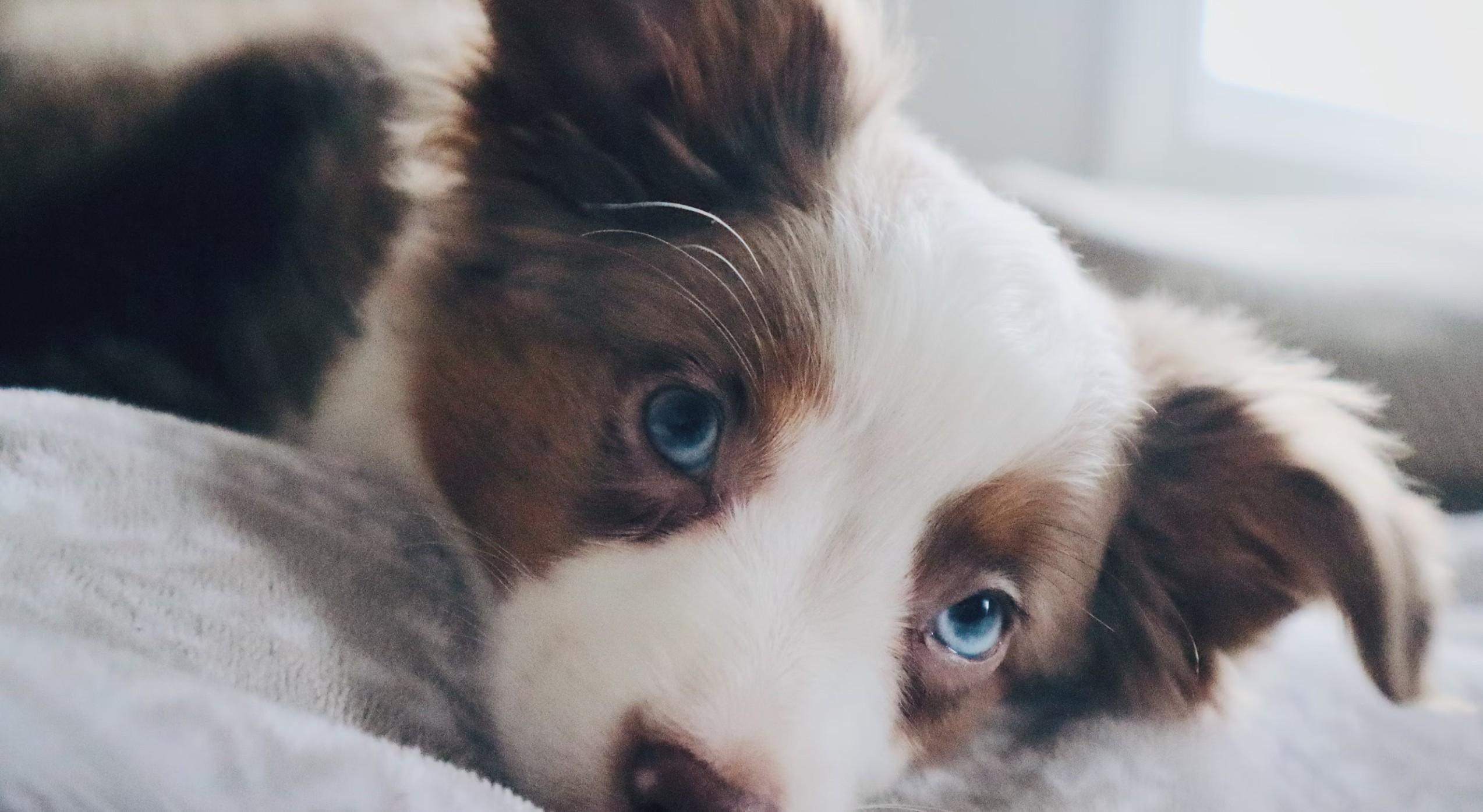 눈이-파란-귀여운-강아지